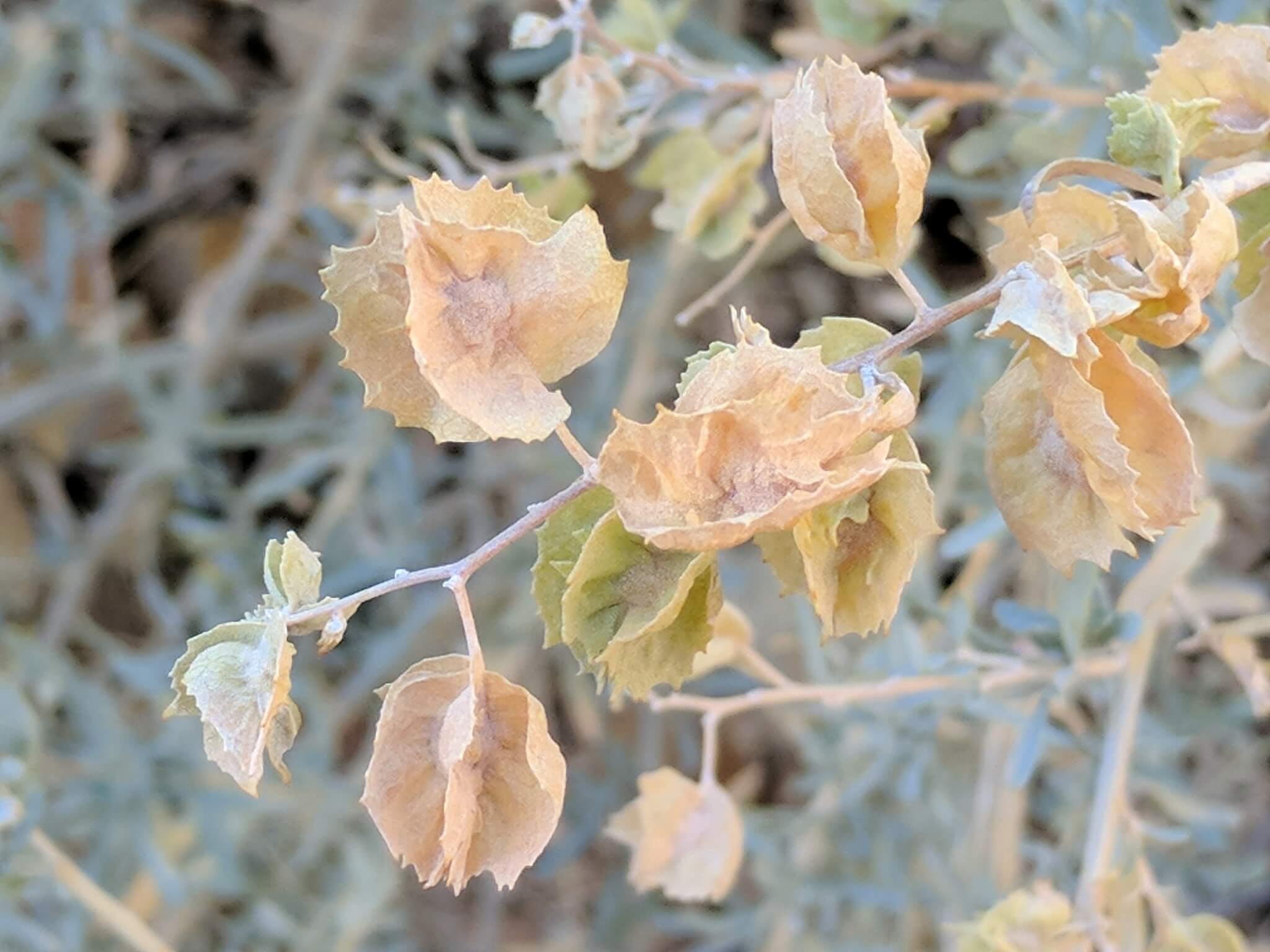 Atriplex canescens
